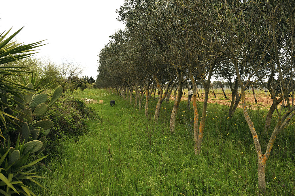 olivenhain – teil 5 - urupia 2015 (49)
