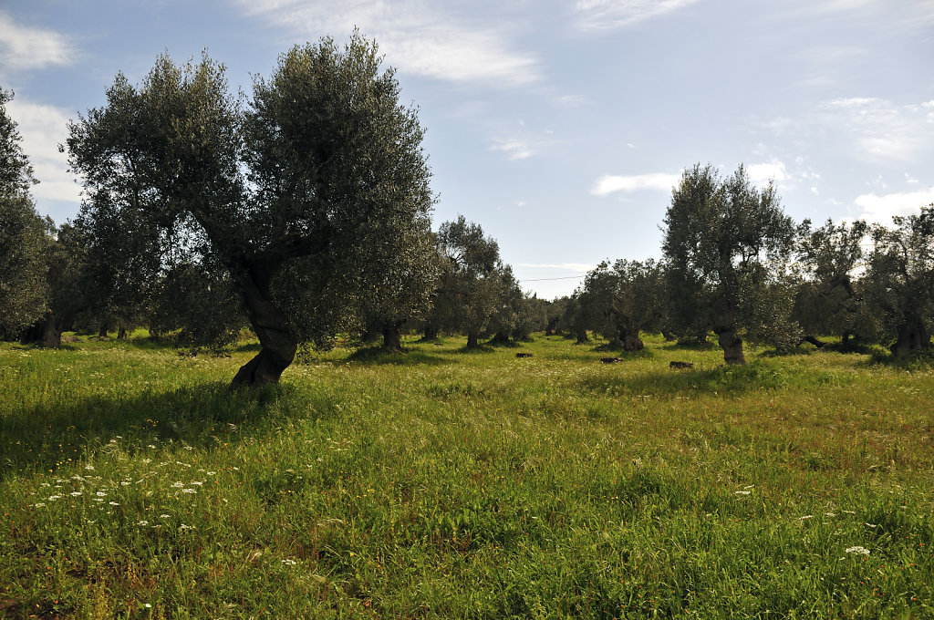 olivenhain – teil 3 - urupia 2015 (42)