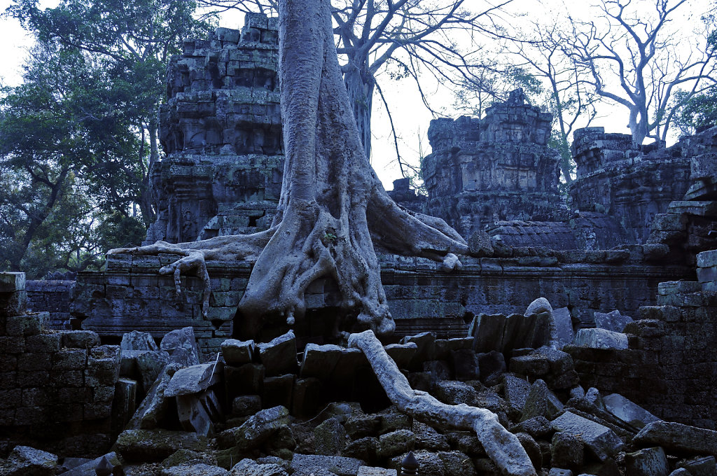 kambodscha - tempel von anghor - ta prohm (24)