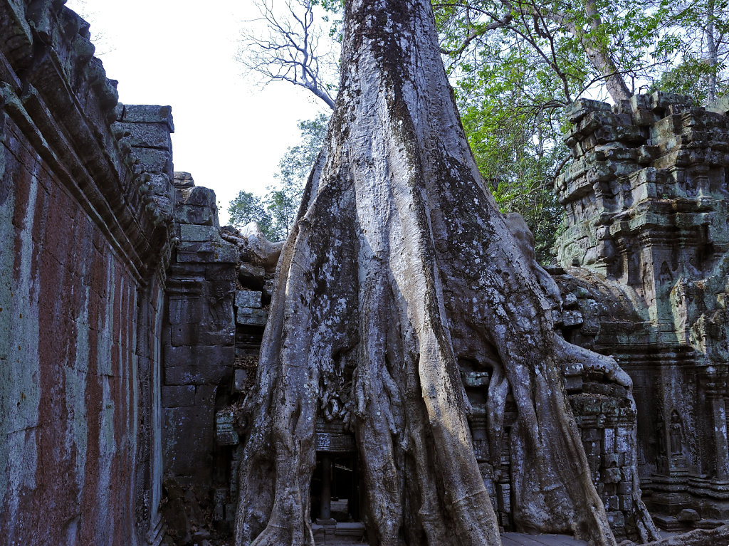 kambodscha - tempel von anghor - ta prohm (33)