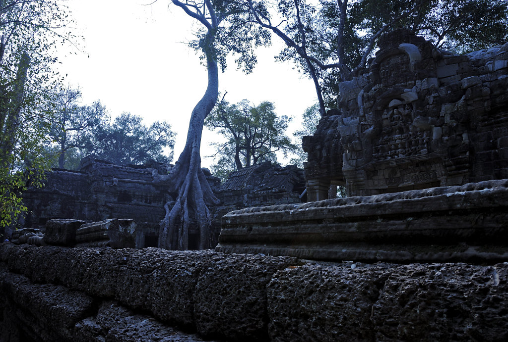 kambodscha - tempel von anghor - ta prohm (15)