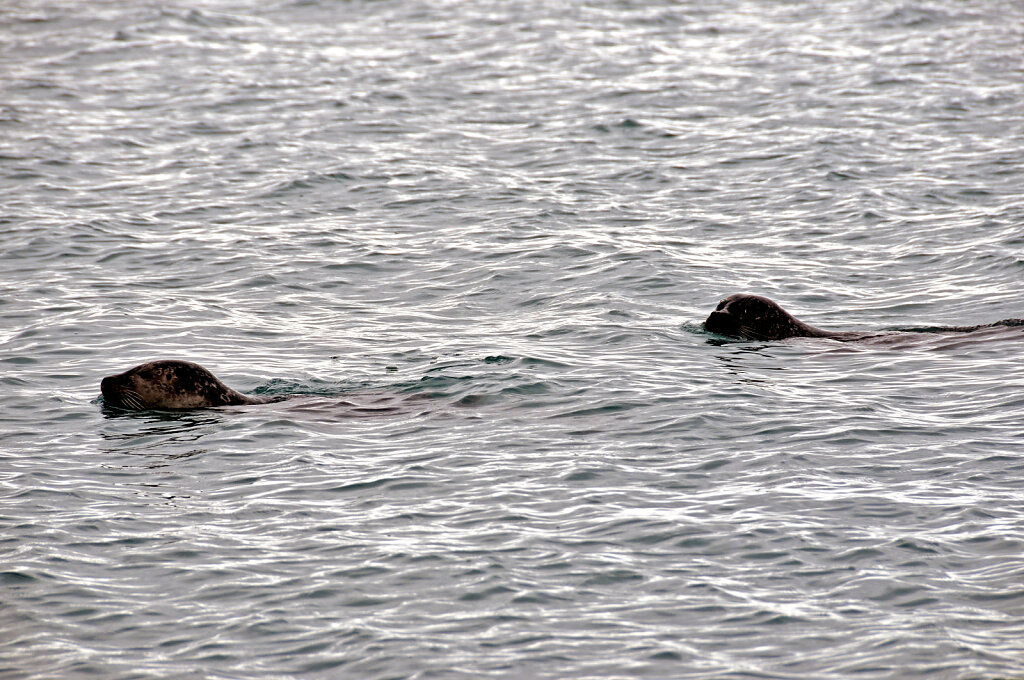 island – jökulsárlón (14)