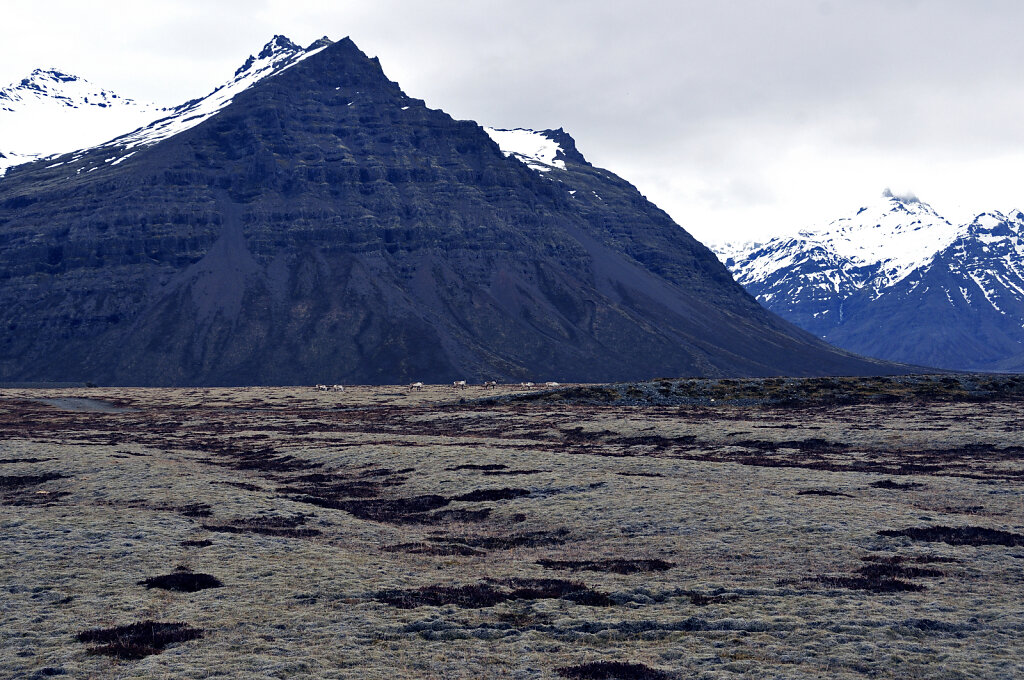 island – zwischen hali und kalfafellsstadur (4)