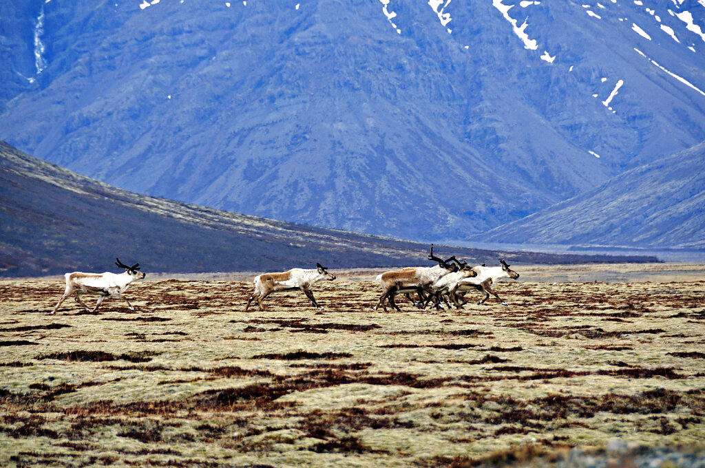 island – zwischen hali und kalfafellsstadur (5)