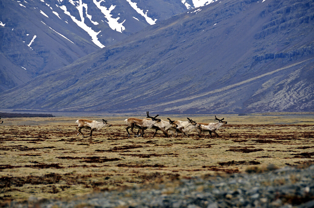 island – zwischen hali und kalfafellsstadur (6)