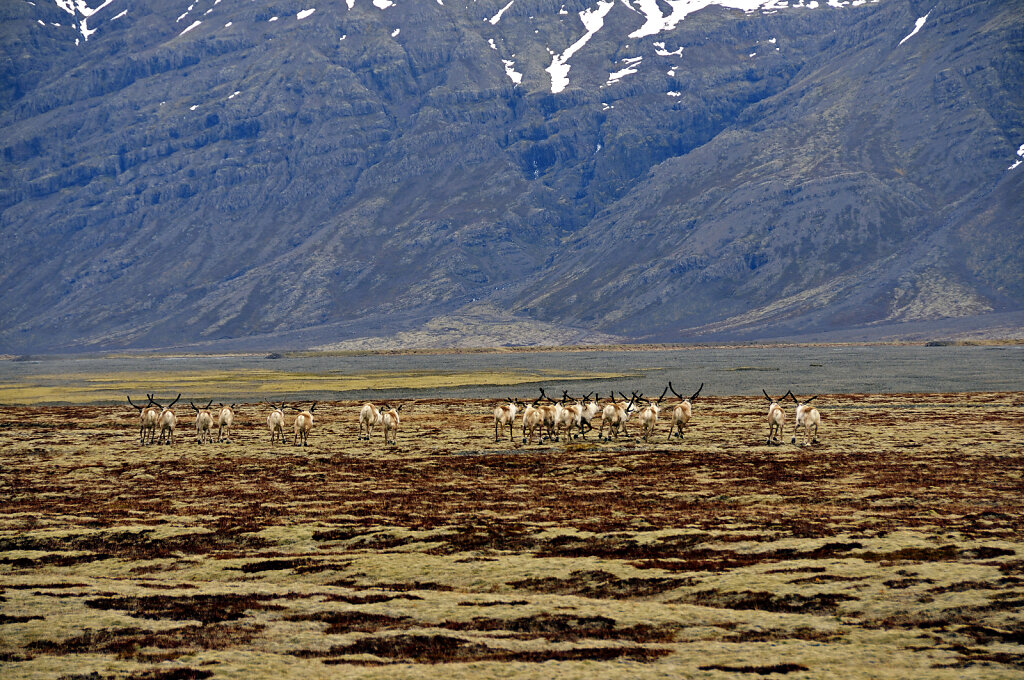 island – zwischen hali und kalfafellsstadur (8)