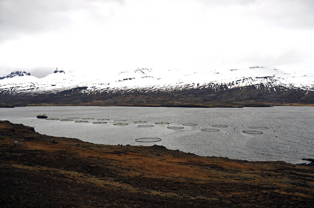 island – zwischen djúpavogsvegur und breiðdalsvík (05)