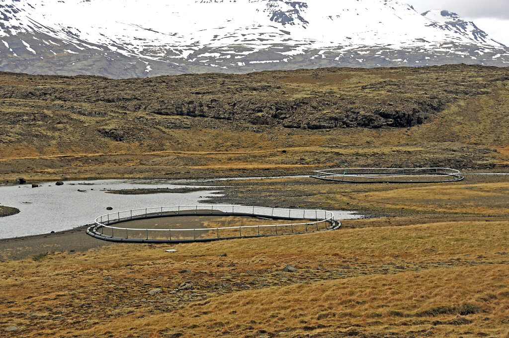 island – zwischen djúpavogsvegur und breiðdalsvík (07)