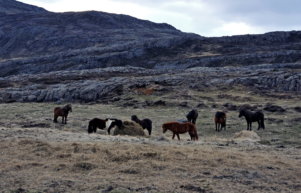 island – zwischen  breiðdalsvík und egilsstaðir  (03)