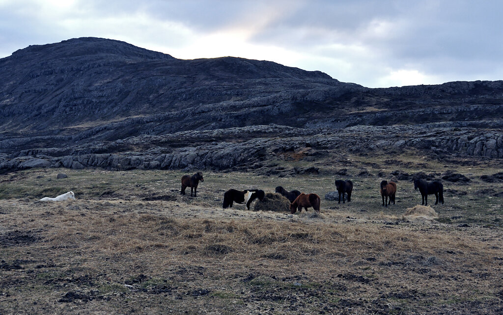 island – zwischen  breiðdalsvík und egilsstaðir  (04)