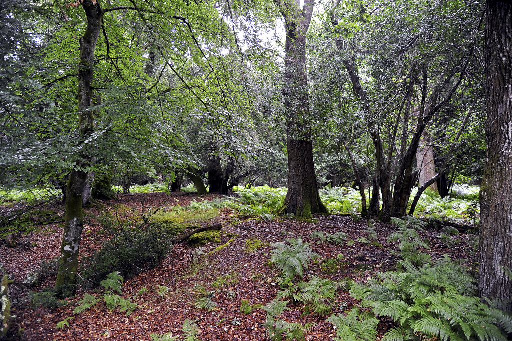england – new forest  (01)