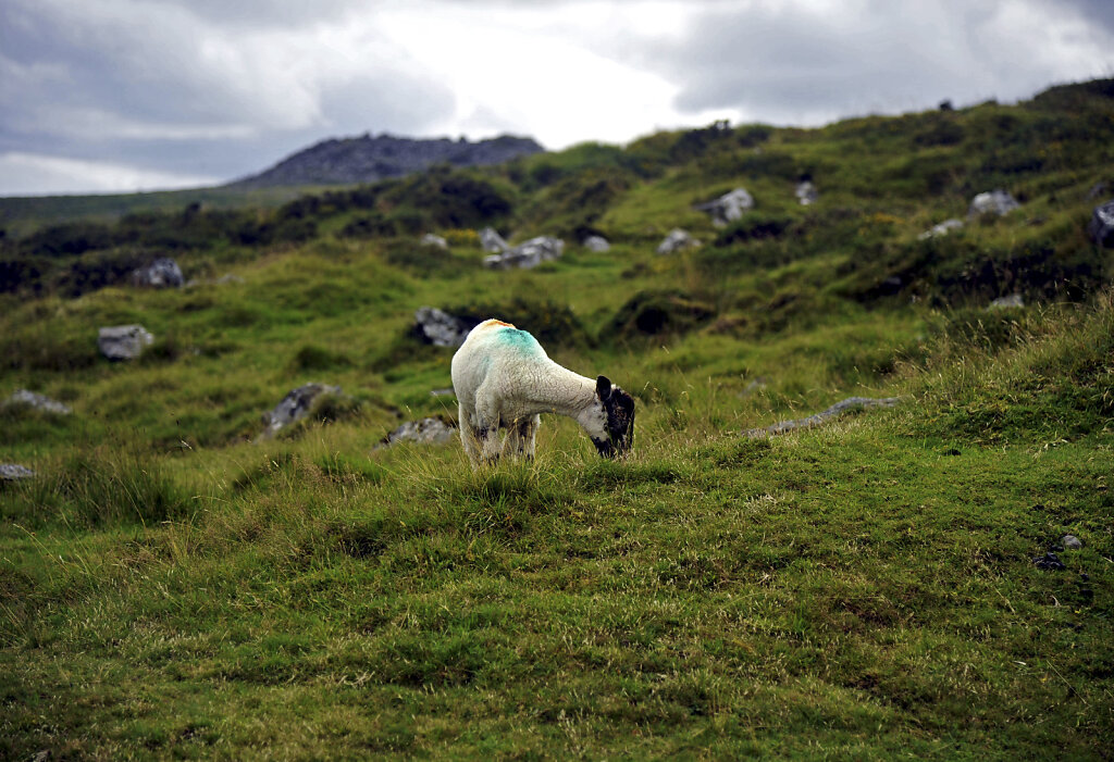 england – dartmoor  (02)