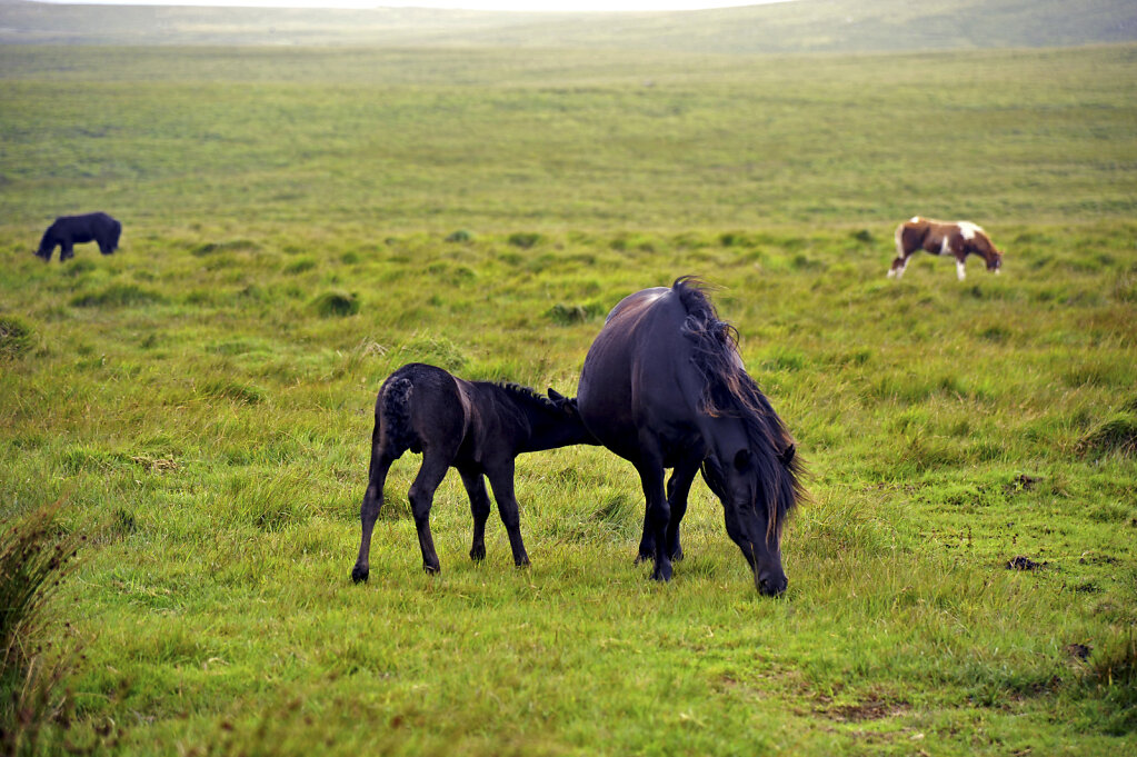 england – dartmoor  (05)